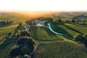 Vineyard landscape at sunset