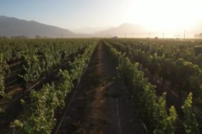 Vineyard under hazy sky