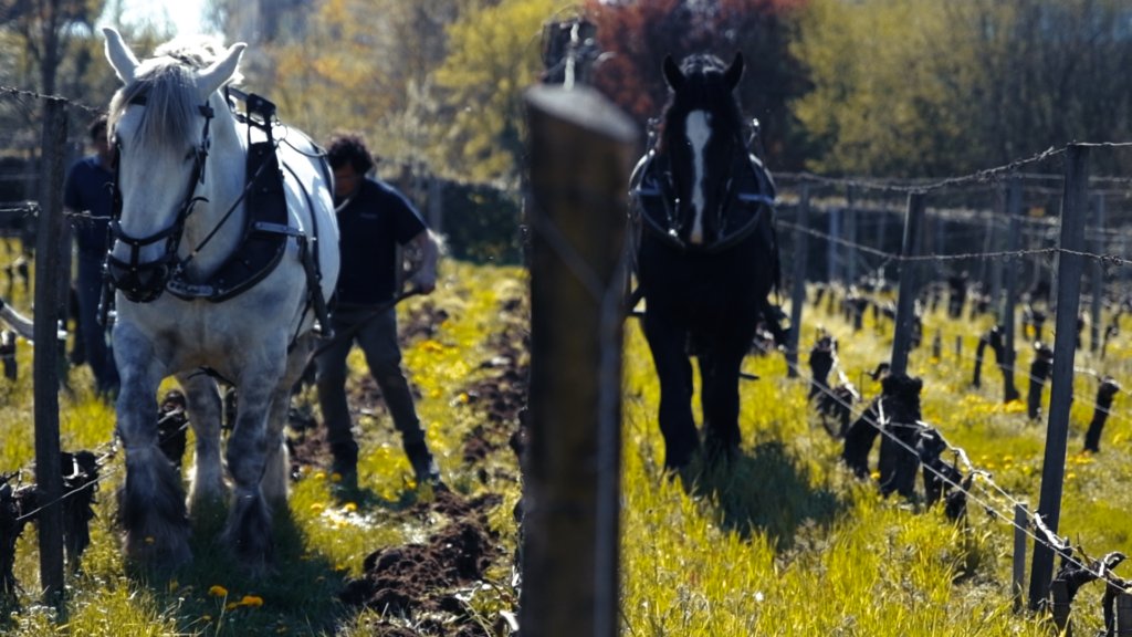 Horses of Maison Cardinale 