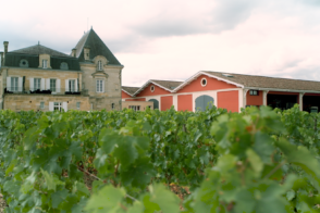 Vignoble avec bâtiments en arrière-plan
