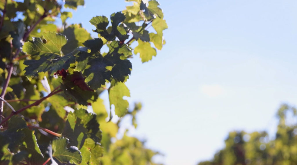 twins-chateau-giscours-leaf-wine-merchant-bordeaux