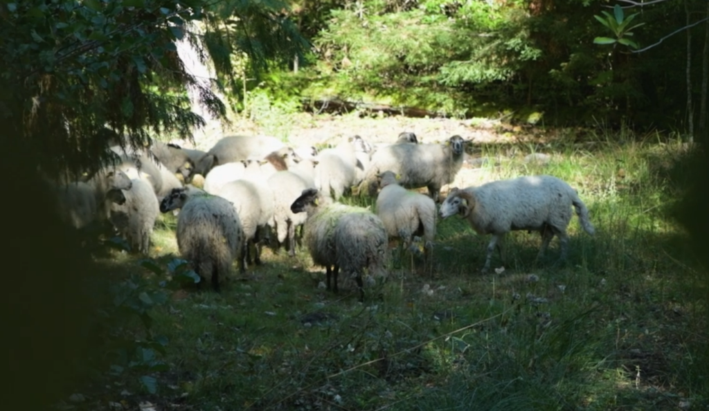 twins-sheep-chateau-giscours-wine-merchant-1024x594