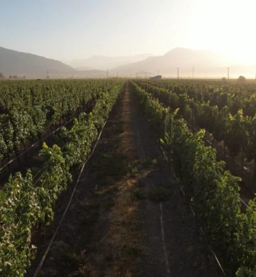 Almaviva: a fine wine at the crossroads of Chilean terroirs and French expertise