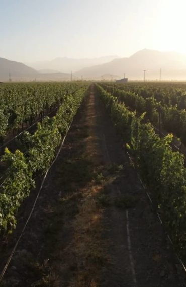 Almaviva: a fine wine at the crossroads of Chilean terroirs and French expertise