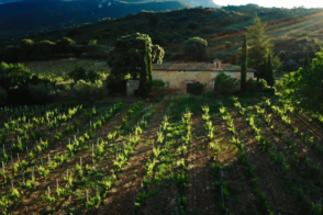 Yjar - Vineyard in La Rioja