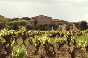 Vignoble Yjar
